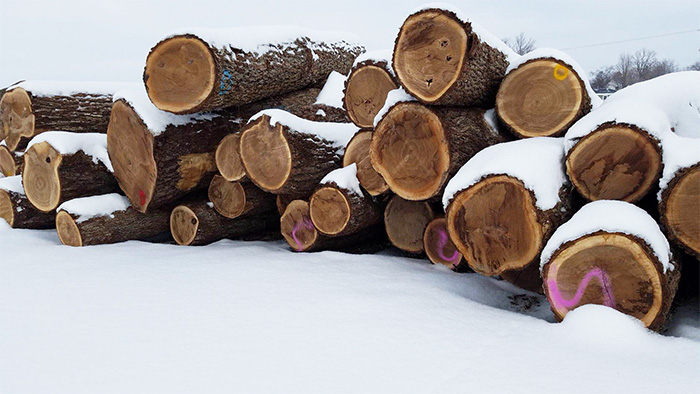 山核桃原木（mù）采購日記