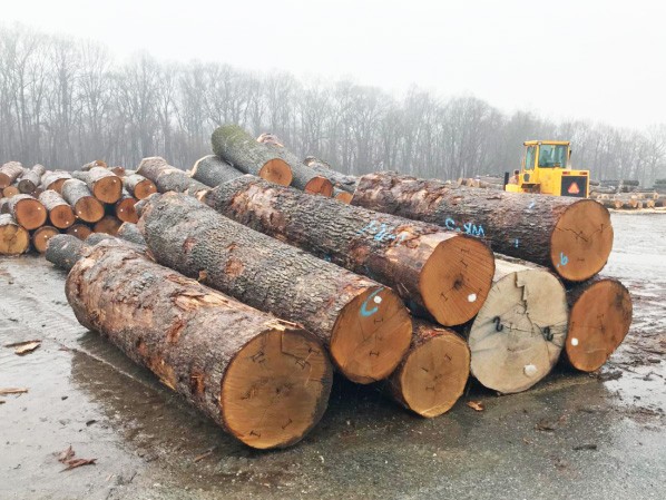 山核桃原木采（cǎi）购日（rì）记